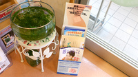 大信薬局たもん店の冊子